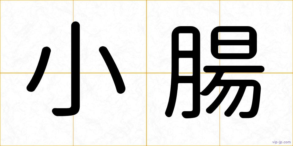 小腸の画像