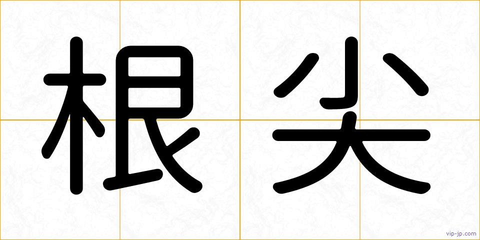 根尖の画像