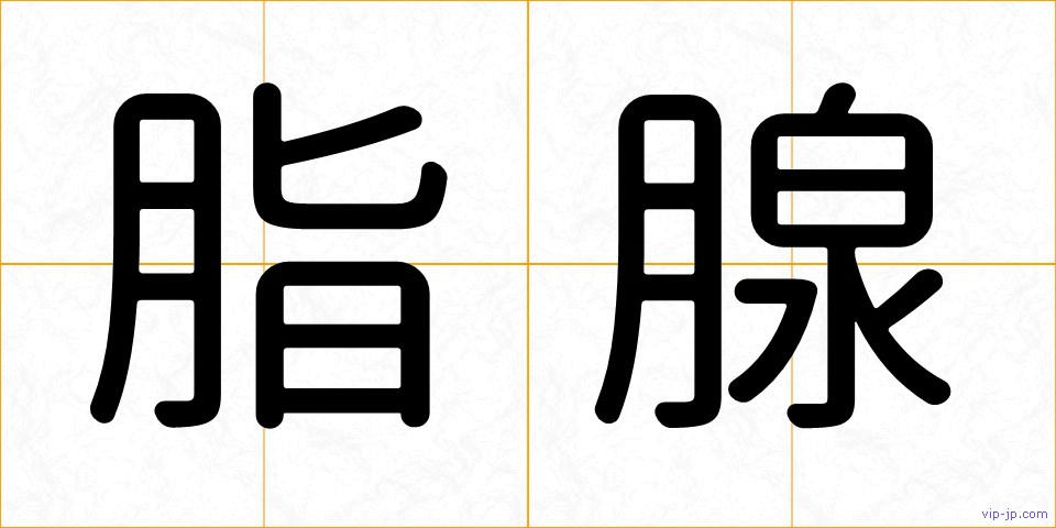 脂腺の画像
