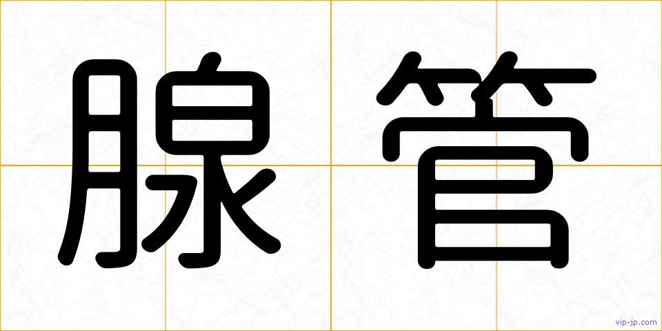 腺管の画像