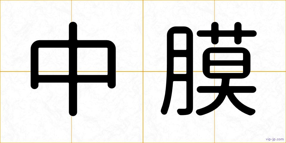 中膜の画像
