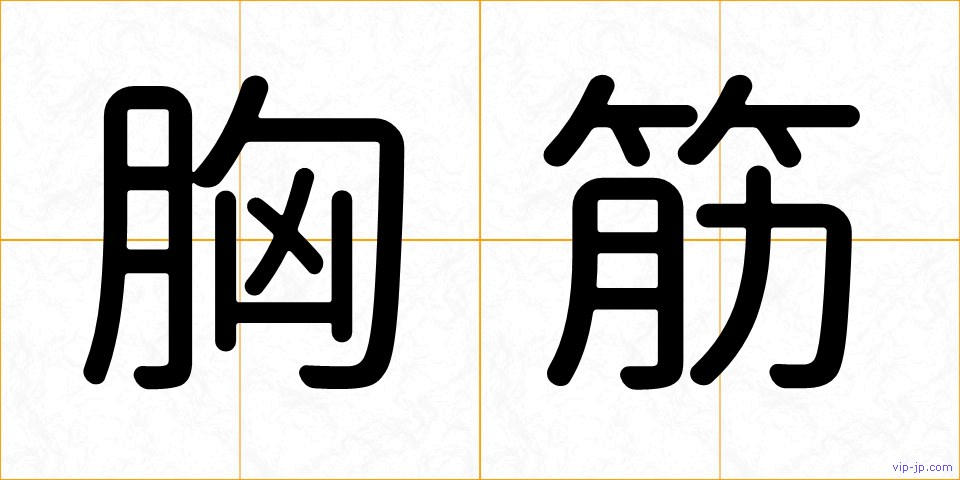 胸筋の画像