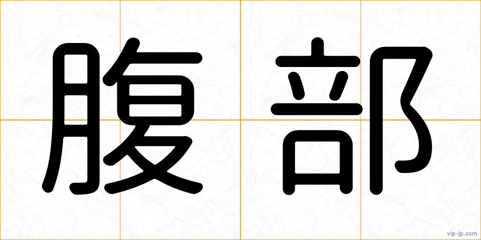 腹部の画像