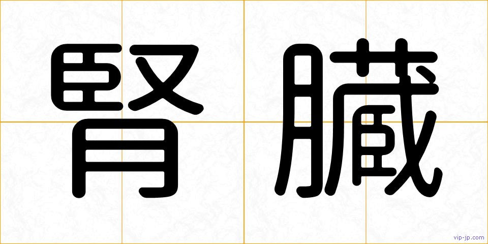 腎臓の画像