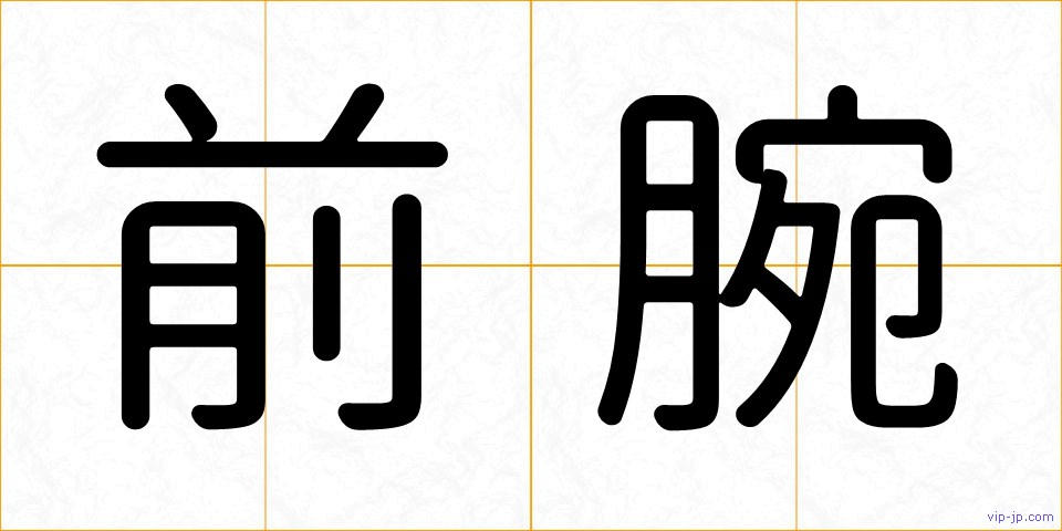 前腕の画像