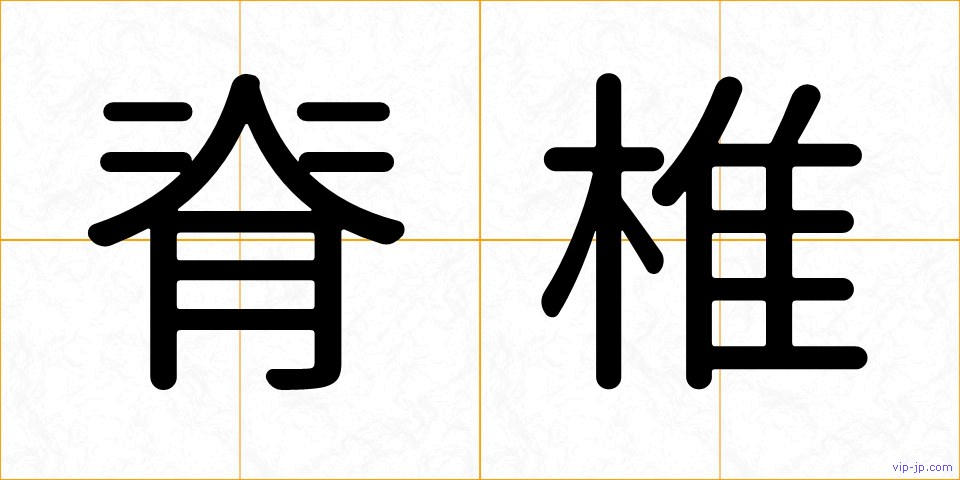 脊椎の画像