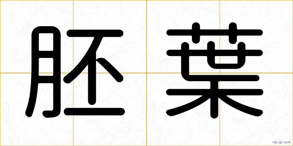胚葉の画像