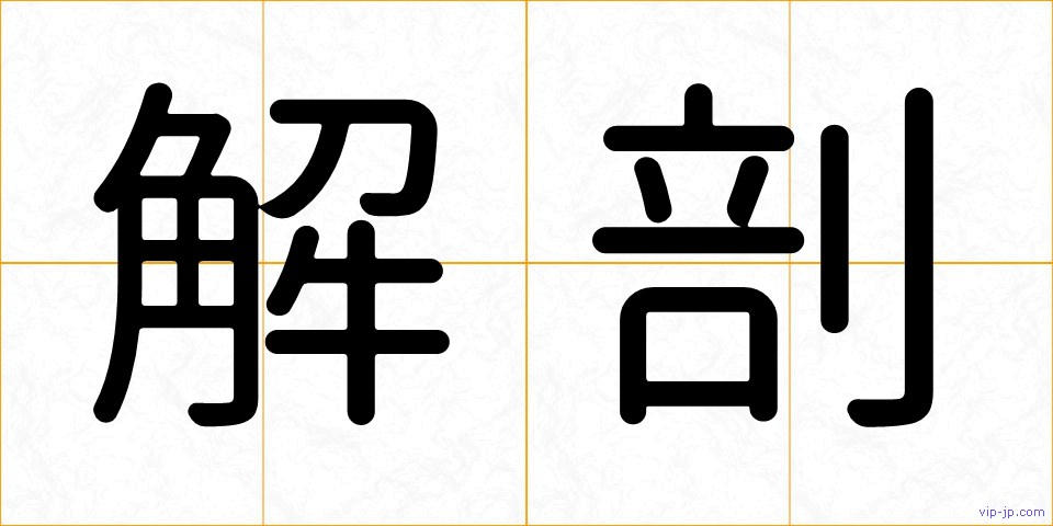 解剖の画像