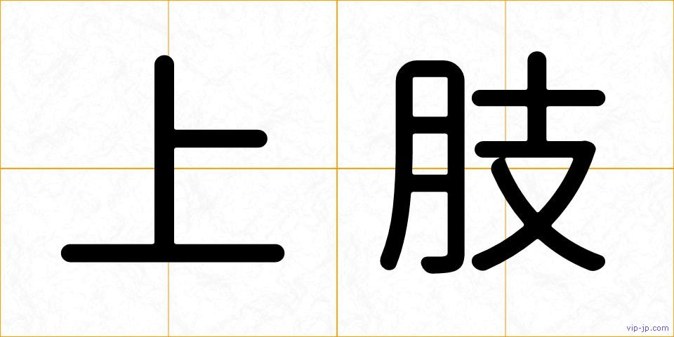 上肢の画像