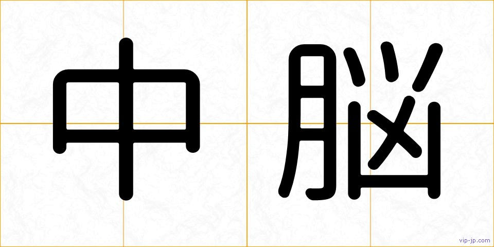中脳の画像