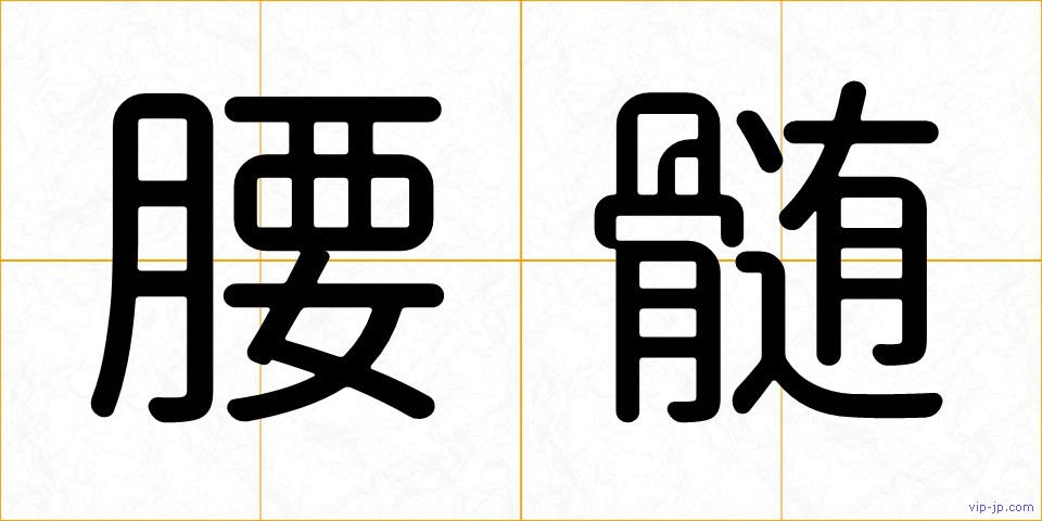 腰髄の画像