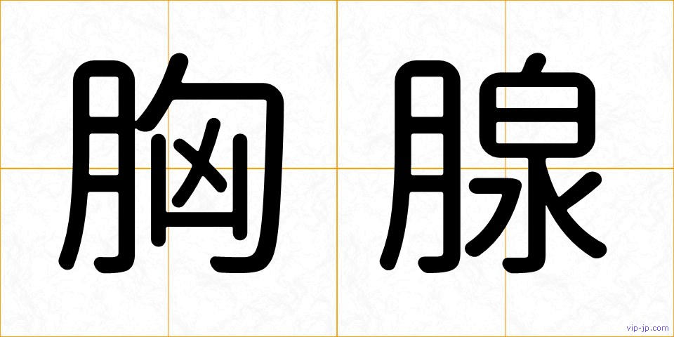 胸腺の画像