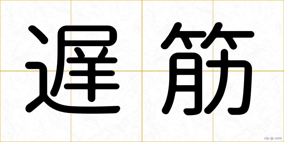 遅筋の画像
