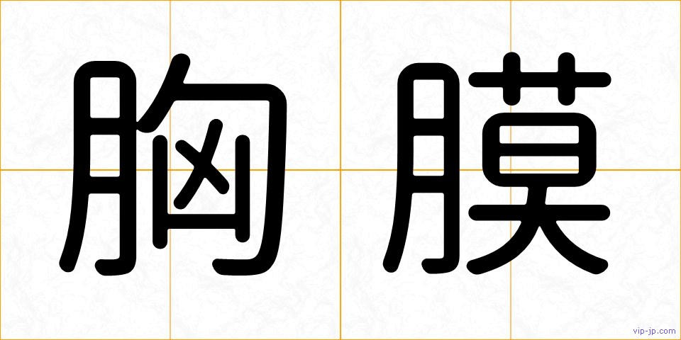 胸膜の画像