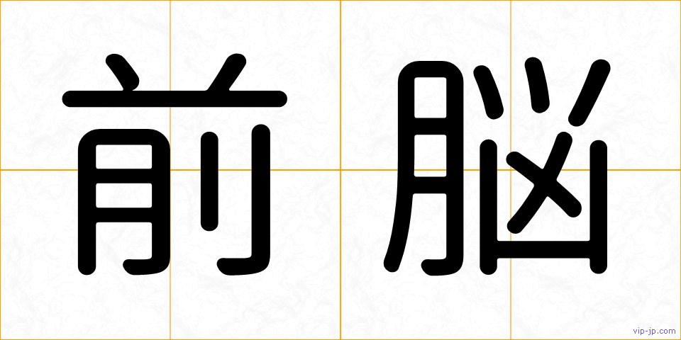 前脳の画像