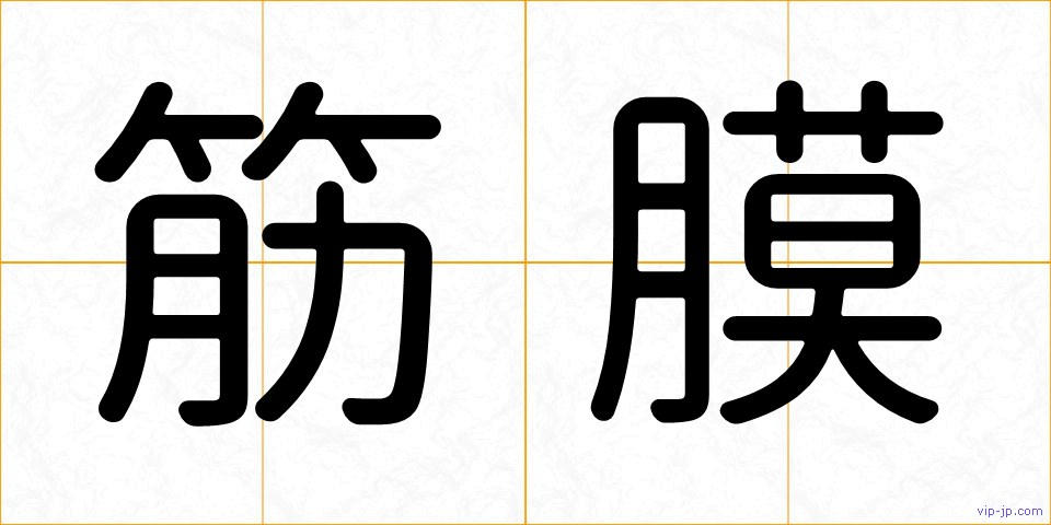 筋膜の画像