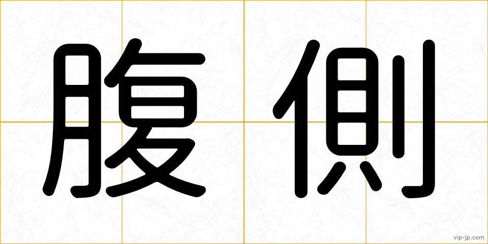 腹側の画像