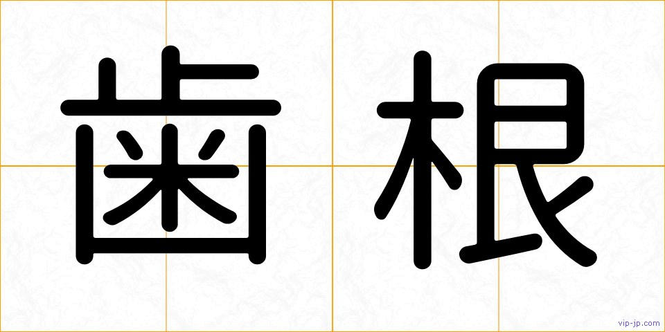 歯根の画像