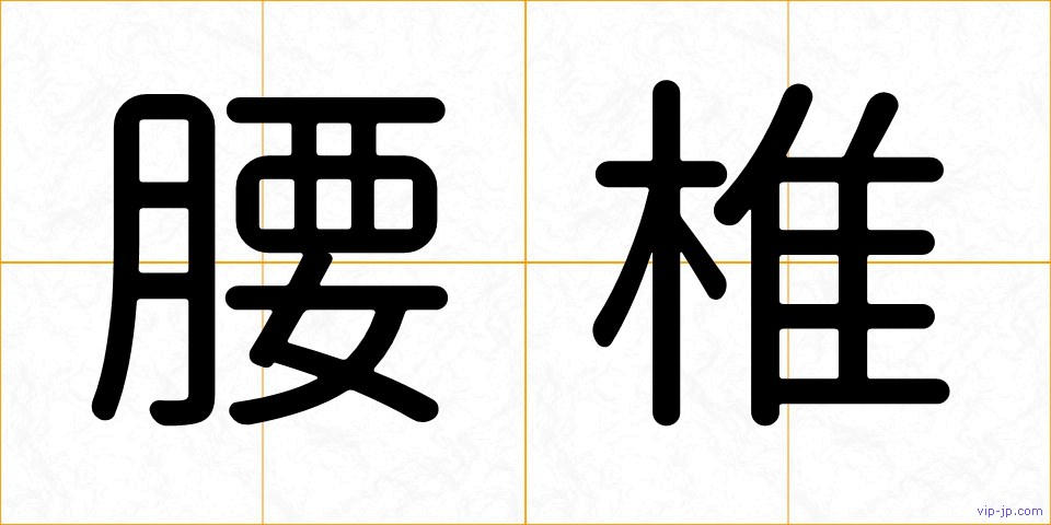 腰椎の画像