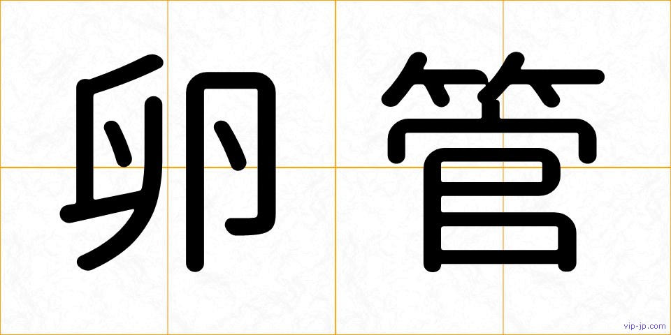 卵管の画像