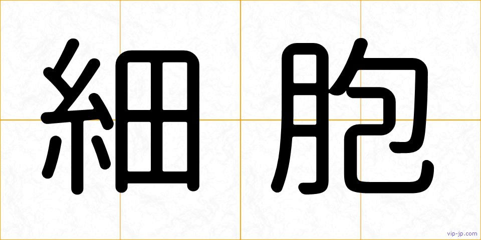 細胞の画像