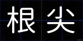 根尖