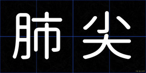 肺尖