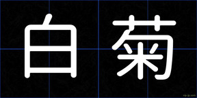 白菊