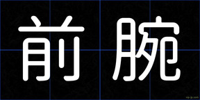 前腕