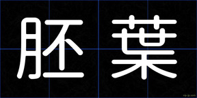 胚葉