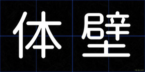 体壁