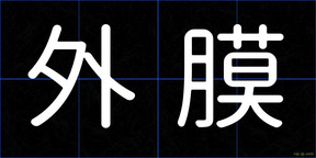外膜