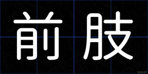 前肢