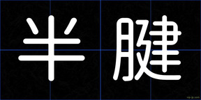 半腱