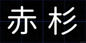 赤杉