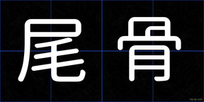 尾骨