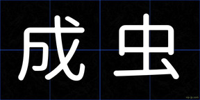 成虫